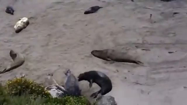 elephant seals cambria California смотреть онлайн