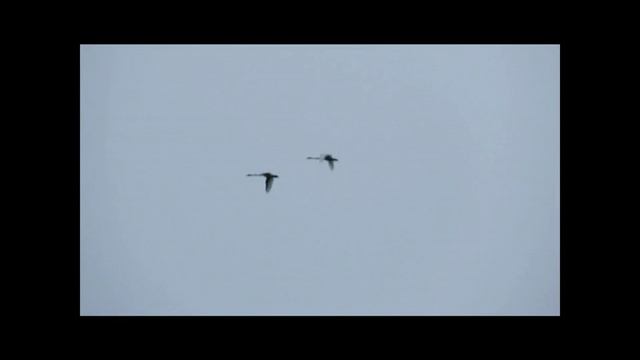 Лебеди кликуны в Нургуше  Видео С В  Кондруховой