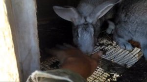 УЛИЧНОЕ СОДЕРЖАНИЕ КРОЛИКОВ В СИБИРИ