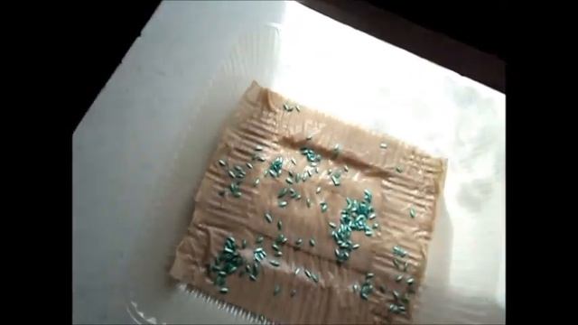 Посев семян огурца на бумагу. 10.04.2022 смотреть онлайн