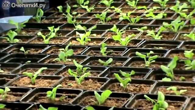 Как растут петунии смотреть онлайн