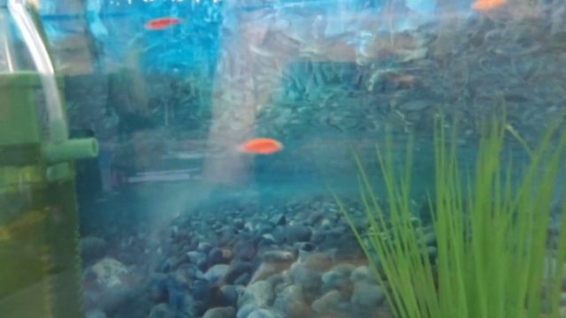 Мальки данио содержание и кормление со взрослыми смотреть онлайн