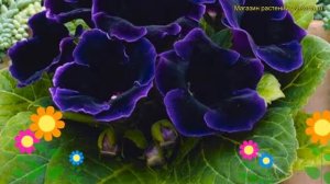 Глоксиния гибридная Виолацея. Краткий обзор, описание характеристик, где купить луковицы Violacea