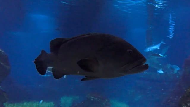 BARCELONA, AQUARIUM (Барселона, Аквариум)