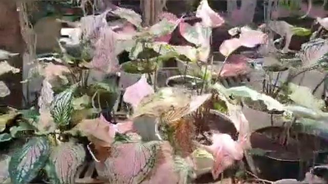 Beberapa isi rak di Greenhouse kami смотреть онлайн