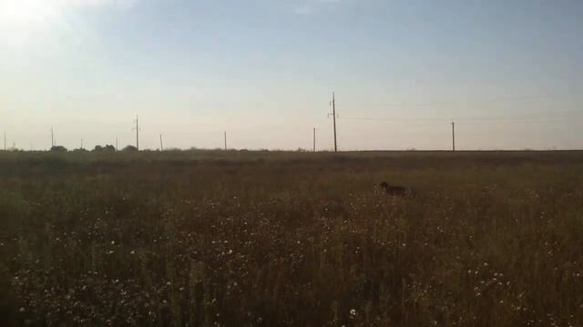 работа курцхаара по молодняку фазана - 2.  видео из старых архивов))