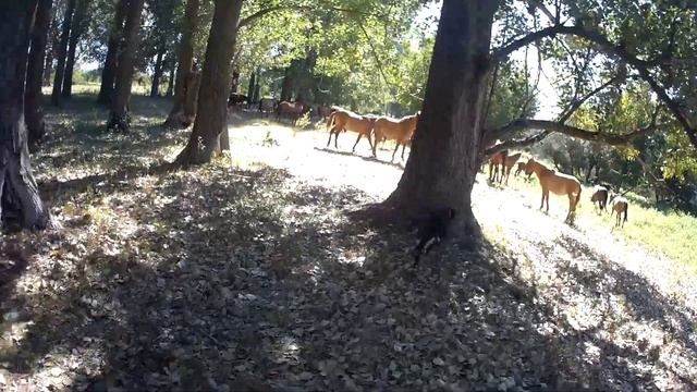 10.09.2022 КоАП РФ Статья 8.26. Самовольное использование лесов...