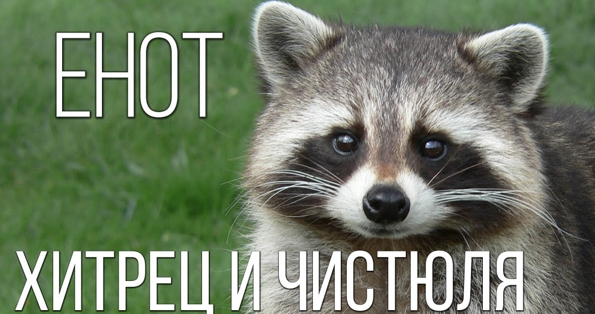 Енот - полоскун: Хитрец и чистюля смотреть онлайн