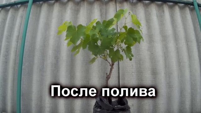 ? Как виноград просит воды. Полив молодого куста винограда. Росяные корни при поливе. смотреть онлайн