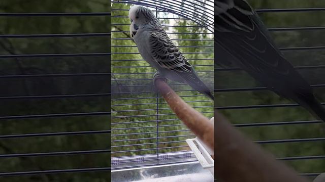 Выставочный Волнистый Попугайчик . смотреть онлайн