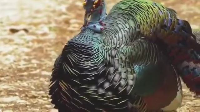 глазчатая индейки смотреть онлайн