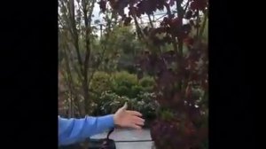 Краснолистные сорта остролистного клена