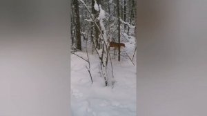 Уаз патриот акпп по глубокому снегу Супер.