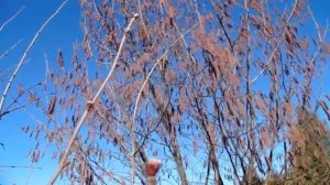 Как цветёт фундук (лещина, орех лесной).