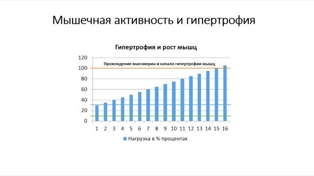 Мышечная активность и гипертрофия мышц смотреть онлайн