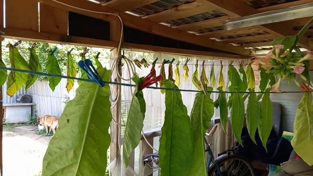 Табак. От посадки до сбора смотреть онлайн