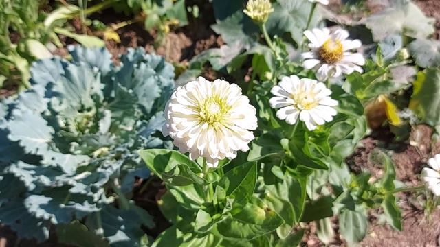 De ce cad florile la ardei si ce putem face смотреть онлайн