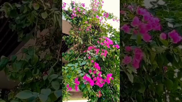 PiNk bougainvillea flower #LuiS Fonsi #daddy yanke #reels #cute смотреть онлайн