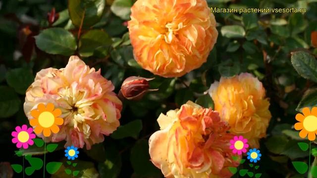 Роза кустовая Джордж Данжан. Краткий обзор, описание характеристик Georges Denjean смотреть онлайн