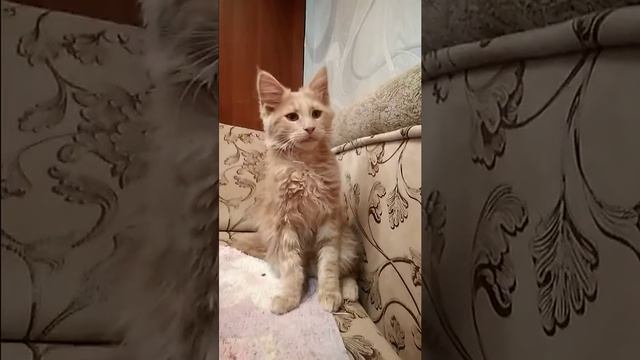 Кош Мейн кун смотреть онлайн