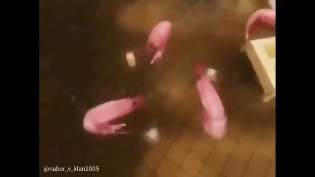 КРЕВЕТКИ АЛКАШИ ЗАДЭНСИЛИ ПОД РЕКЛАМУ НЕМЕЦКОГО СИРОПА смотреть онлайн