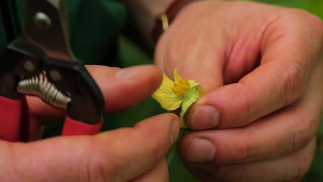 Как сделать вытяжку из компоста для удобрения растений? смотреть онлайн