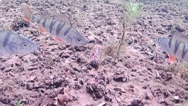 Вы не поверите КАК КЛЮЁТ ОКУНЬ!!! МОЖНО заставить окуня клевать!!! смотреть онлайн