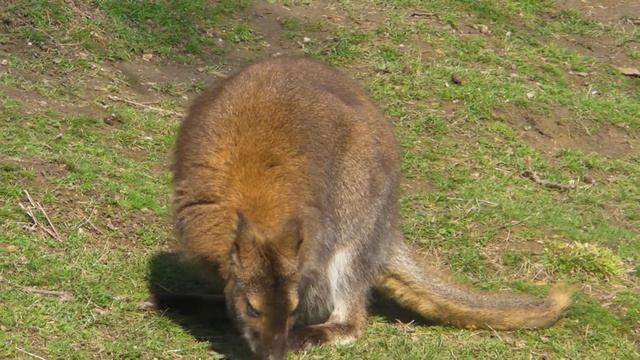 Benet valabi - Bennett's wallaby - Macropus rufogriseus смотреть онлайн