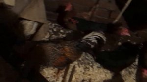 содержание кур в погребе