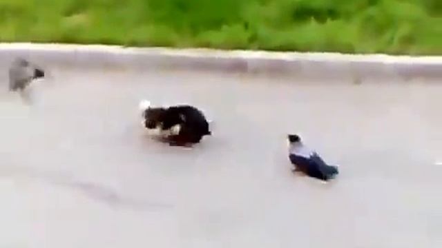 Отважный белый кот против черного кота и ворон смотреть онлайн