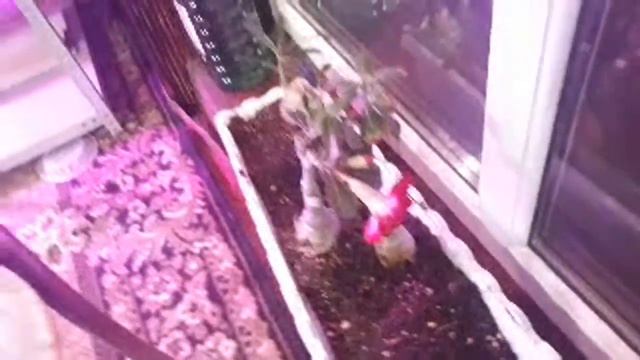 ОрхоБудни ПРИЕХАЛ НОВЫЙ ТОВАР смотреть онлайн