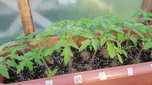 ДВА ТОМАТА В ОДНУ ЛУНКУ. Каким томатам подходит этот метод? Высадка ТОМАТОВ в открытый грунт. смотреть онлайн