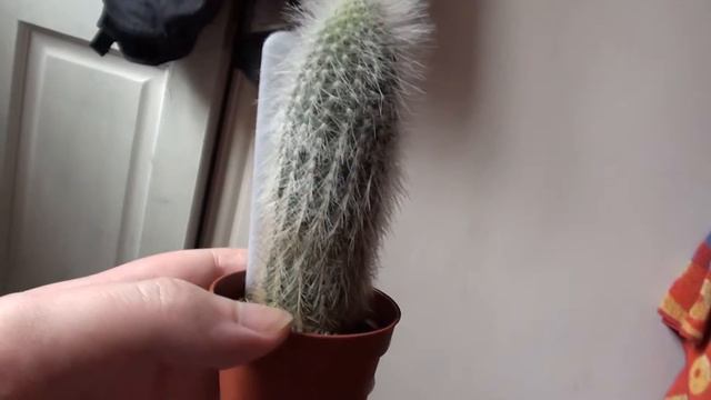 Espostoa lanata смотреть онлайн
