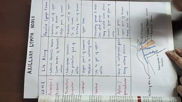 Axillary Lymph Nodes Anatomy(Part2) смотреть онлайн