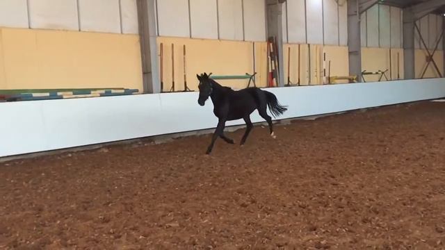 Trakehner-Vertical Limit 2y8m mare by Come Close. FOR SALE смотреть онлайн