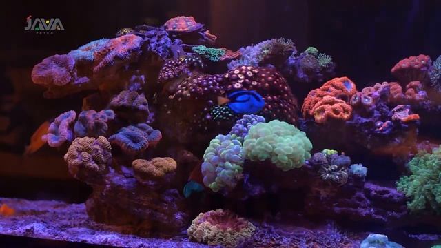 #QNA 25 - IKAN AIR LAUT EXPERT? SUSAH DI PELIHARA?! смотреть онлайн