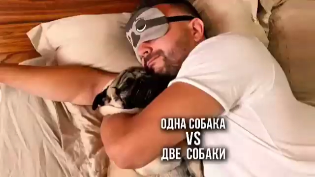 Одна собака Vs. две собаки смотреть онлайн