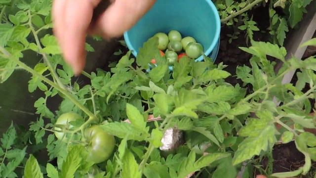 МАССОВЫЙ СБОР ТОМАТОВ В ОТКРЫТОМ ГРУНТЕ! УРОЖАЙ 2021 г. ВПЕЧАТЛЯЕТ! смотреть онлайн