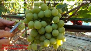 Виноград ИНДИАНА - огромные ягоды с мускатом, роскошные грозди. Успешная новинка селекции.(Пузенко)