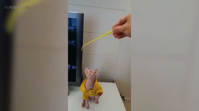 Funny Sphynx Cats ? HILARIOUS SPHYNX CATS [Funny Pets] смотреть онлайн