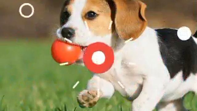 Жизнь животных смотреть онлайн