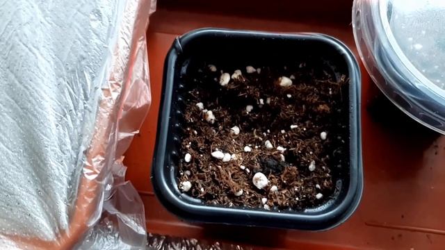 Пеннисетум лисохвостовый. Выращиваем из семян через рассаду смотреть онлайн