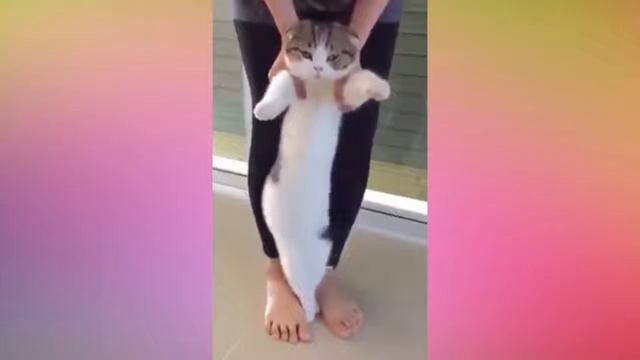 Забавные и милые коты Самое пушистое и умилительное видео смотреть онлайн