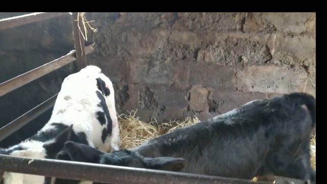 Бык прибыл на выращивание))) Пополнение в хозяйстве смотреть онлайн