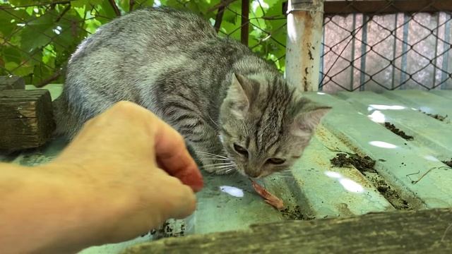 Чем кормить маленьких Котят//Корм для котят смотреть онлайн