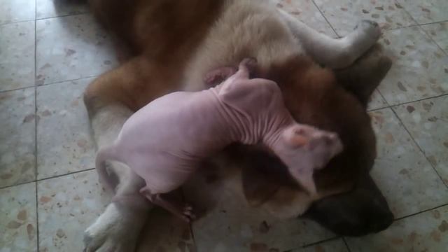 любовь кошки и собаки.сфинкс и акита. смотреть онлайн