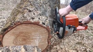 Китайская копия STIHL MS 250 в деле