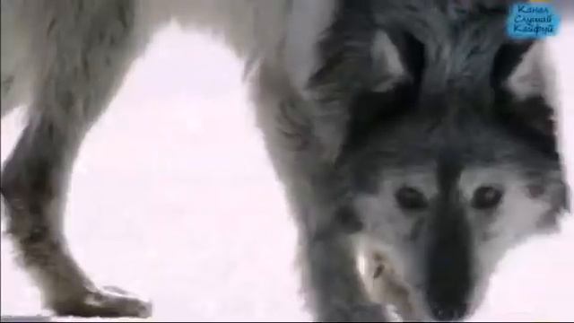 Ermak -Я одинокий волк смотреть онлайн