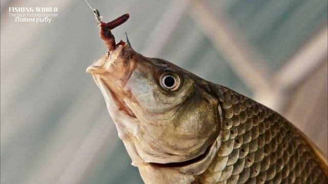 Добавляю в червей эту вкусняшку и ловлю рыбу там где никто не ловит! смотреть онлайн