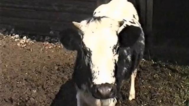 2.Встреча с ДЕТСТВОМ 60-90-х! ВСЕдеревенская МАЁВКА-ПИКНИК в ЛЕСУ! 2ч. смотреть онлайн